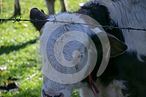 Calf face , selective focus