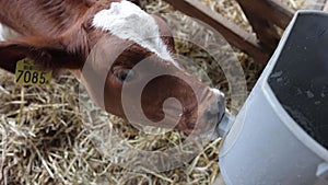 Calf in a farm drinking feeding milk from a can