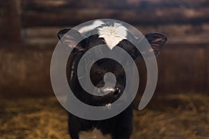 Calf on the farm. Inside the farm is a cute baby cow. A lot of hay.