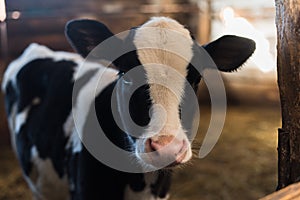 calf on the farm. Inside the farm is a cute baby cow. A lot of hay.