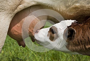 Calf feeding