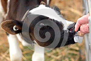 Calf Feeding