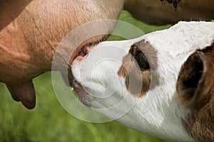 Calf feeding
