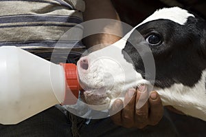 Calf Feeding