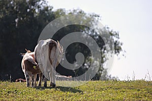 Calf feeding