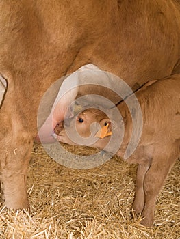 Calf Feeding From Cow