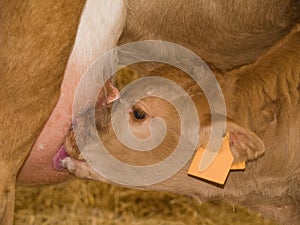 Calf Feeding From Cow