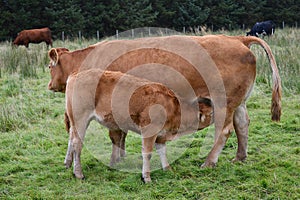 Calf feeding from her mother