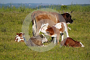 Calf feeding with milk