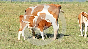 Calf feeding with milk
