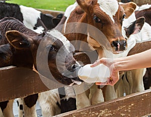 Calf feeding from milk bottle