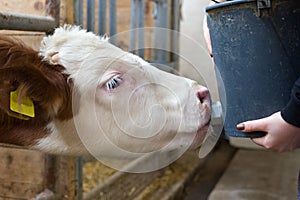 Calf feeding with milk from bucket