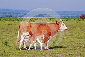 Calf feeding with milk from cow photo