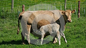 Calf feeding on milk from mother in farm field.