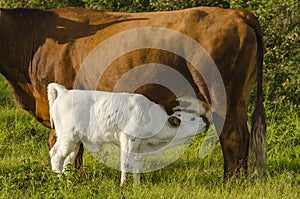 Calf Feeding with Mother Cow