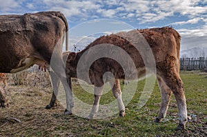 Calf suckling milk