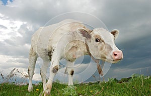 Calf in the field