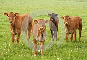 Calf gang