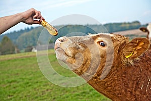 Calf gets feed