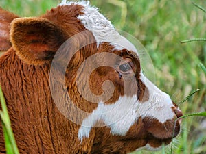 Calf in the grass seen up close
