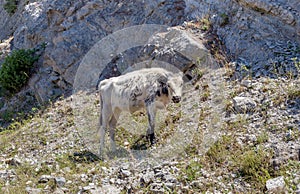 The calf graze by the road in the mountains