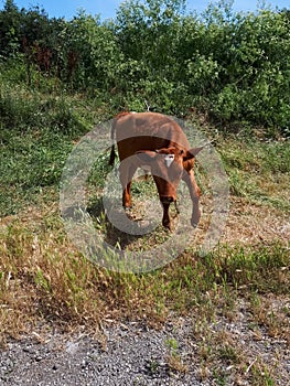 Il vitello sul erba. una mucca cucciolo 