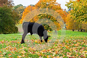 Calf grazes in the meadow