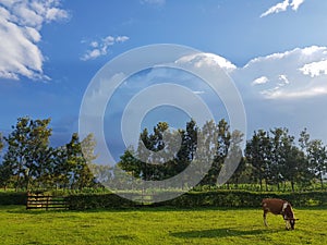 Calf grazing at a farm