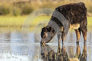 Calf grazing in the Marshes of the Ampurdan photo