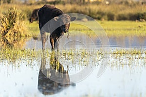 Calf grazing in the Marshes of the Ampurdan photo