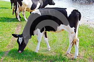 Calf grazing on a meadow