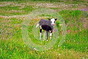 Calf on a green dandelion field