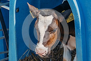 Calf head portrait, close up. Calf-box in dairy farm. Growing young dairy calves