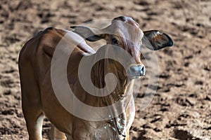 Calf Herded Into Rodeo Arena