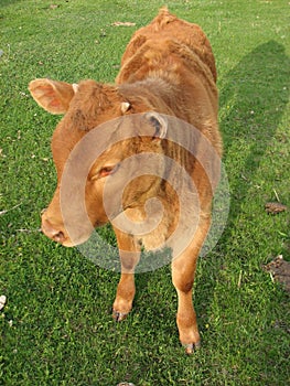 Calf with Horn Nubs photo