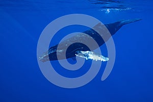 calf humpback whale playing at water surface