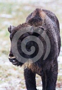 El becerro de El gran marrón bisonte o marrón diente pequeno rollos de pan a marrón ojos en Bosque mira a 