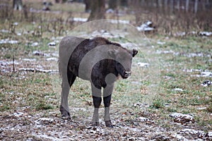 Calf of large brown wisent in the winter forest. Wild European brown bison, Bison Bonasus, in winter. European wisent in