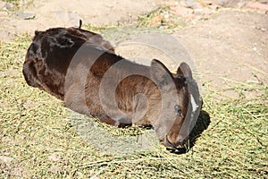 A Calf laying in the fileds