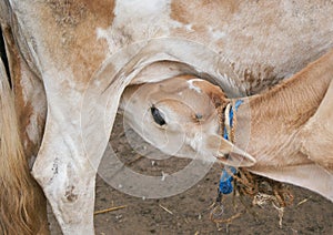 Calf licking milk cow