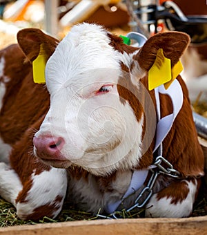 calf lies against the background of the cow stall