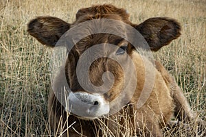 calf lies against the nature background
