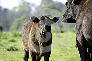 Calf looking at camera beside cow