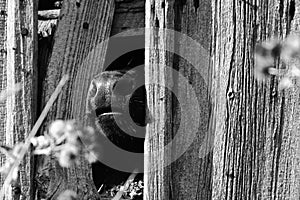 Calf looking out of wall