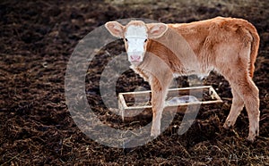 Calf in middle of feedlot manure, next to tub for water.