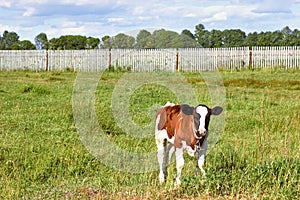 Calf of milk cow pasturing at grassland with fence photo