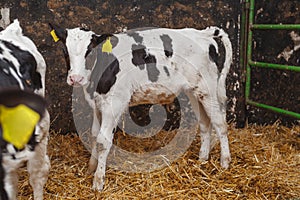 Calf at modern agriculture stable