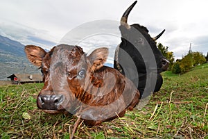 Calf with Mother