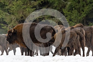 Calf and mother of wild European brown bison bison bonasus in winter pine forest. Female of adult aurochs wisent feeds photo