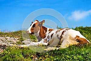 Calf on a Mountain Summer Pasture